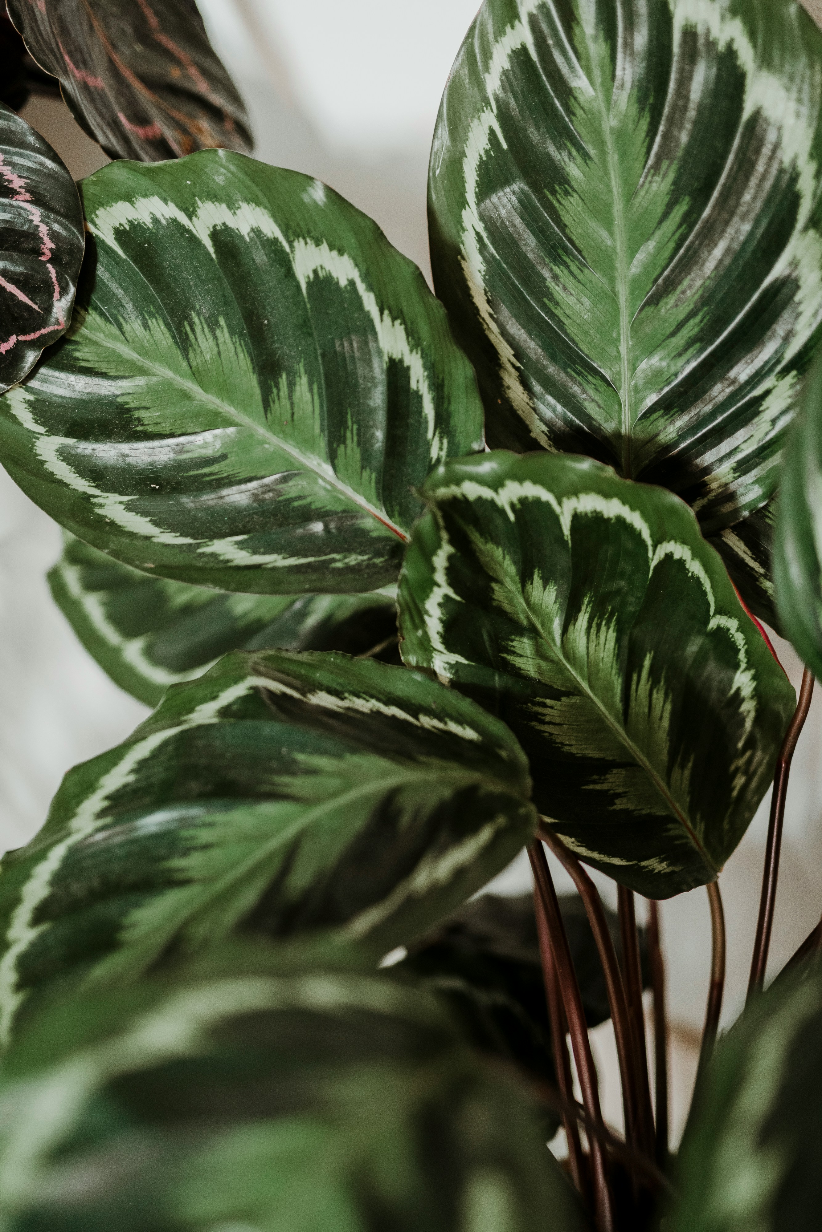 A calathea leaf, close and softly lit.
