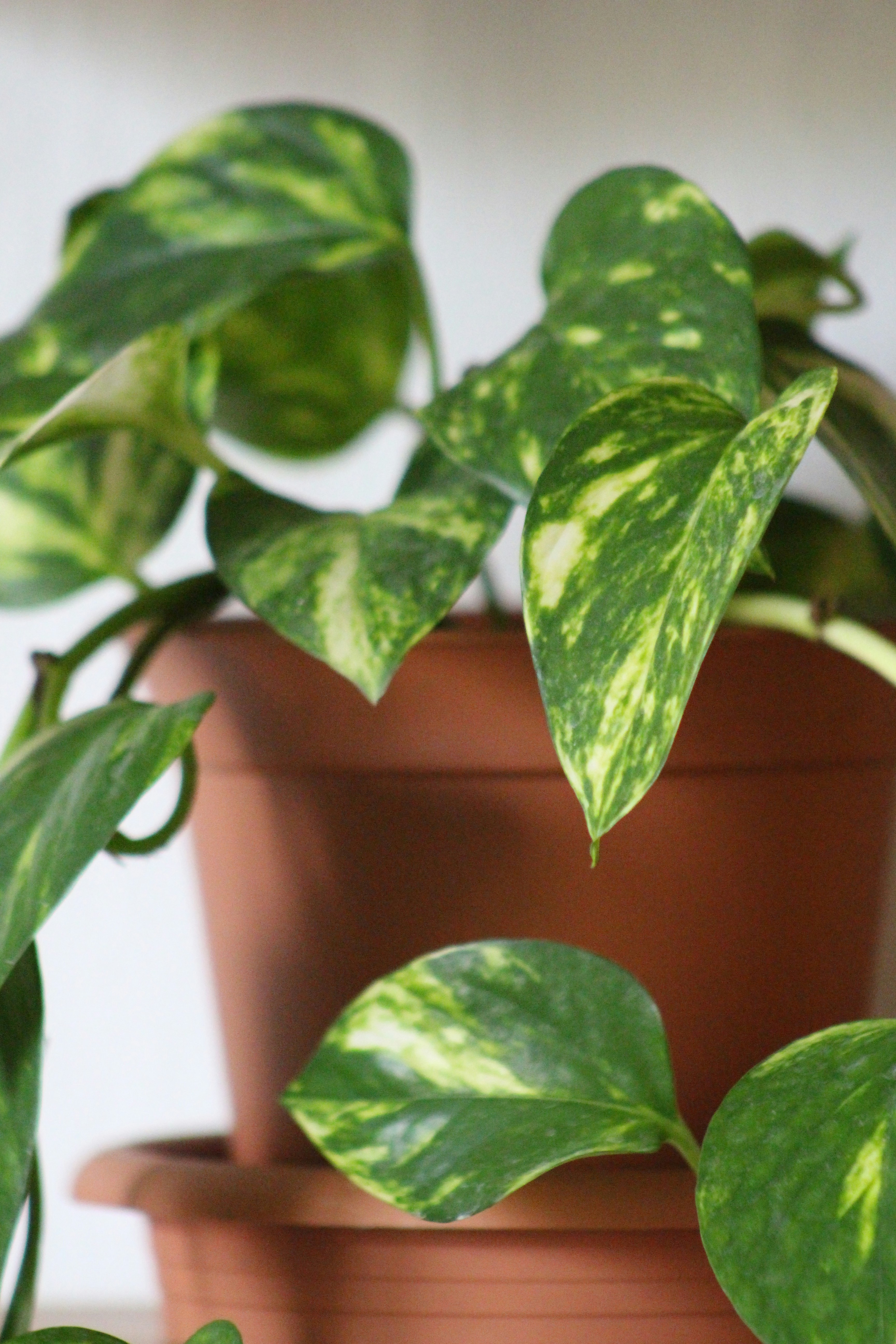 A golden pothos, leaves catching the light