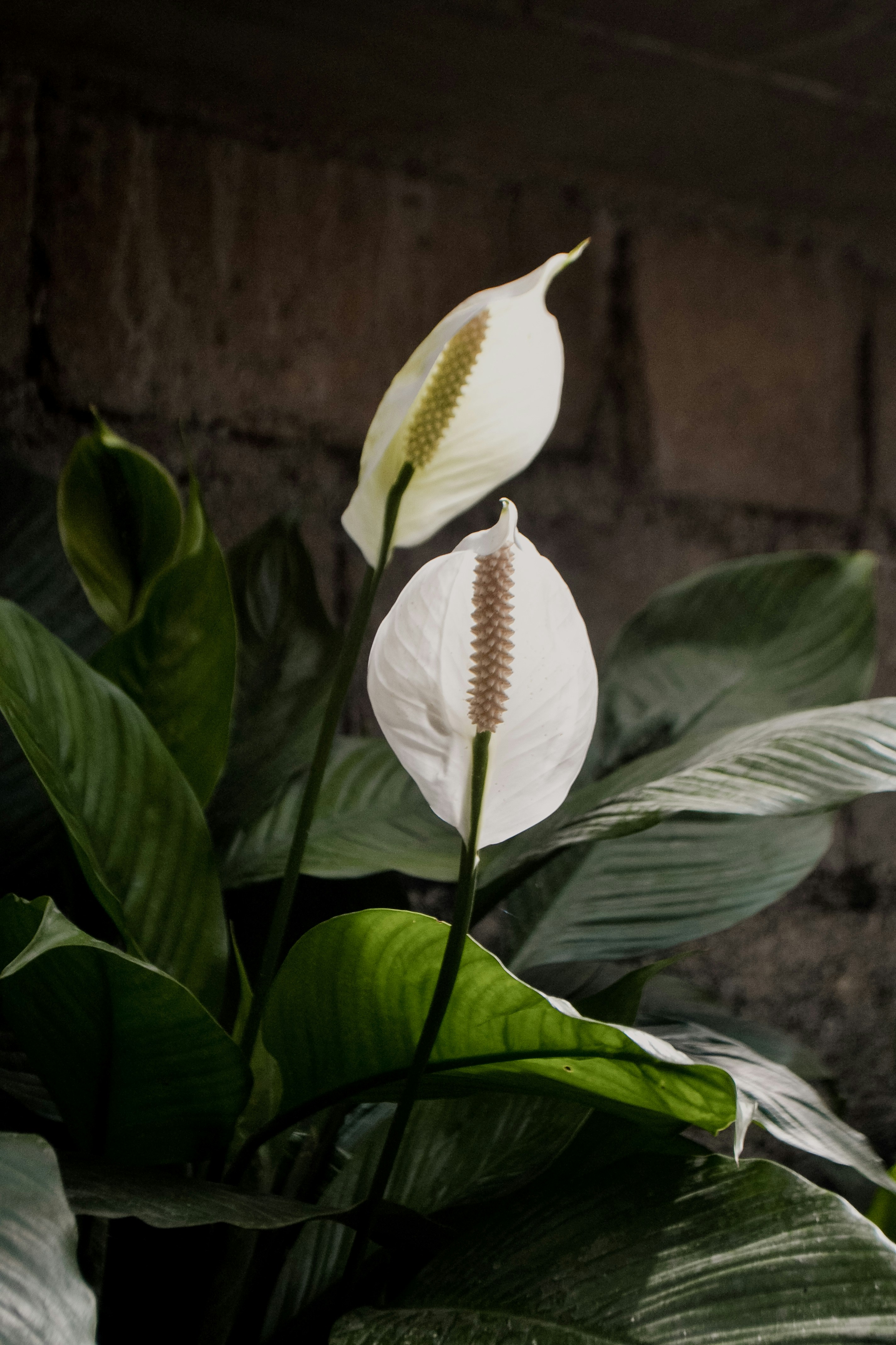 A peace lily in low, warm light